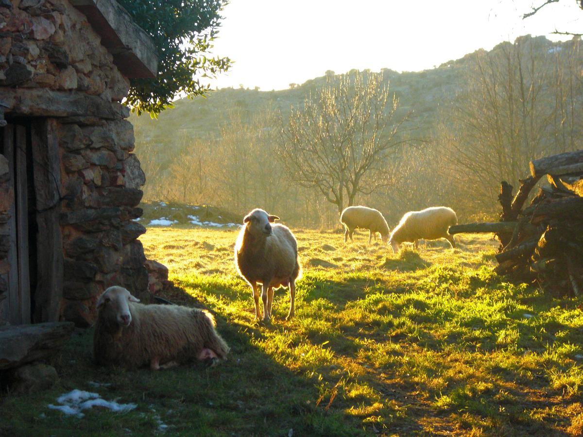 Al Viento, Alojamiento & Turismo Rural Pradena Del Rincon Bagian luar foto